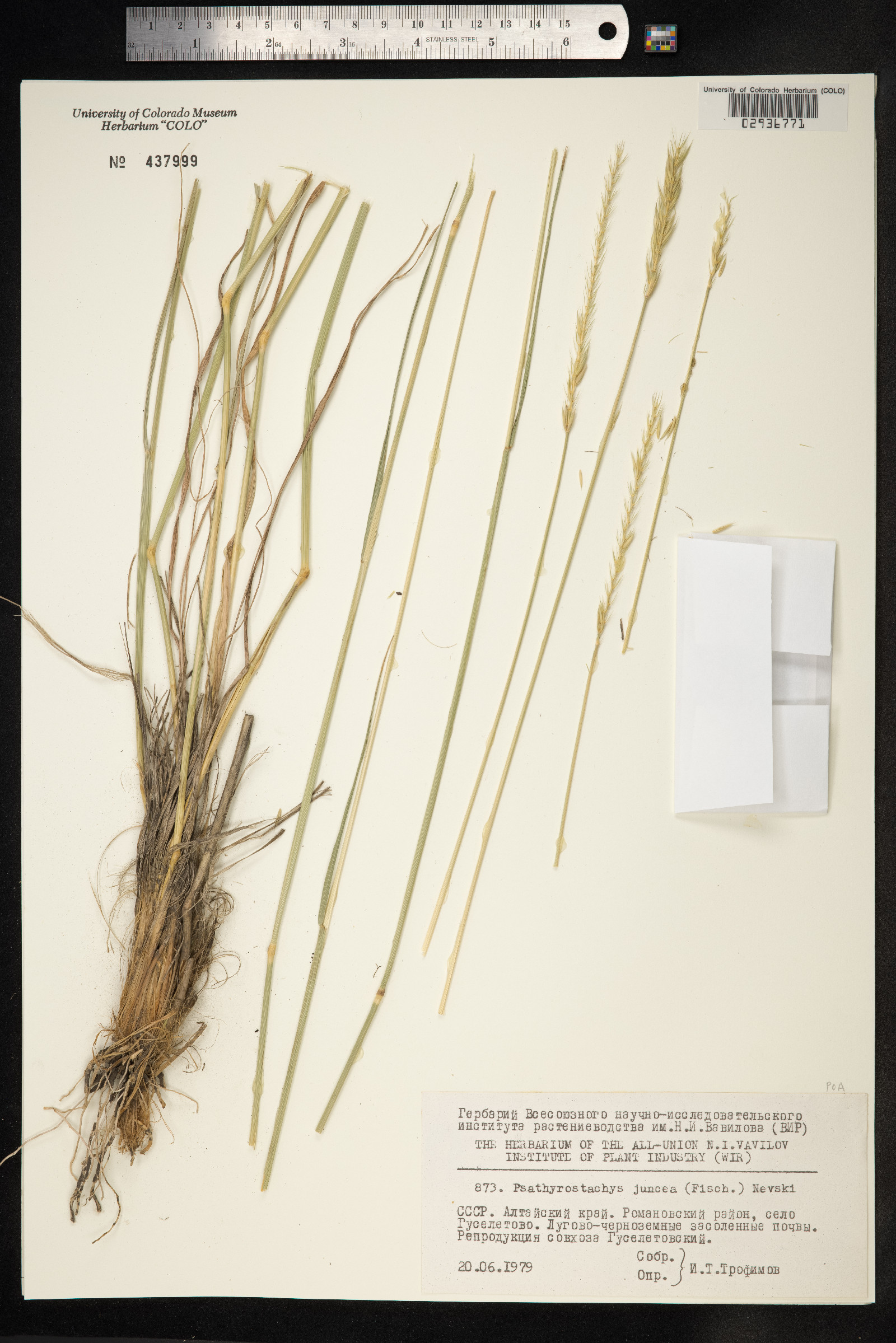 Psathyrostachys juncea image