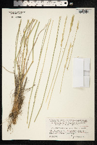 Psathyrostachys juncea image