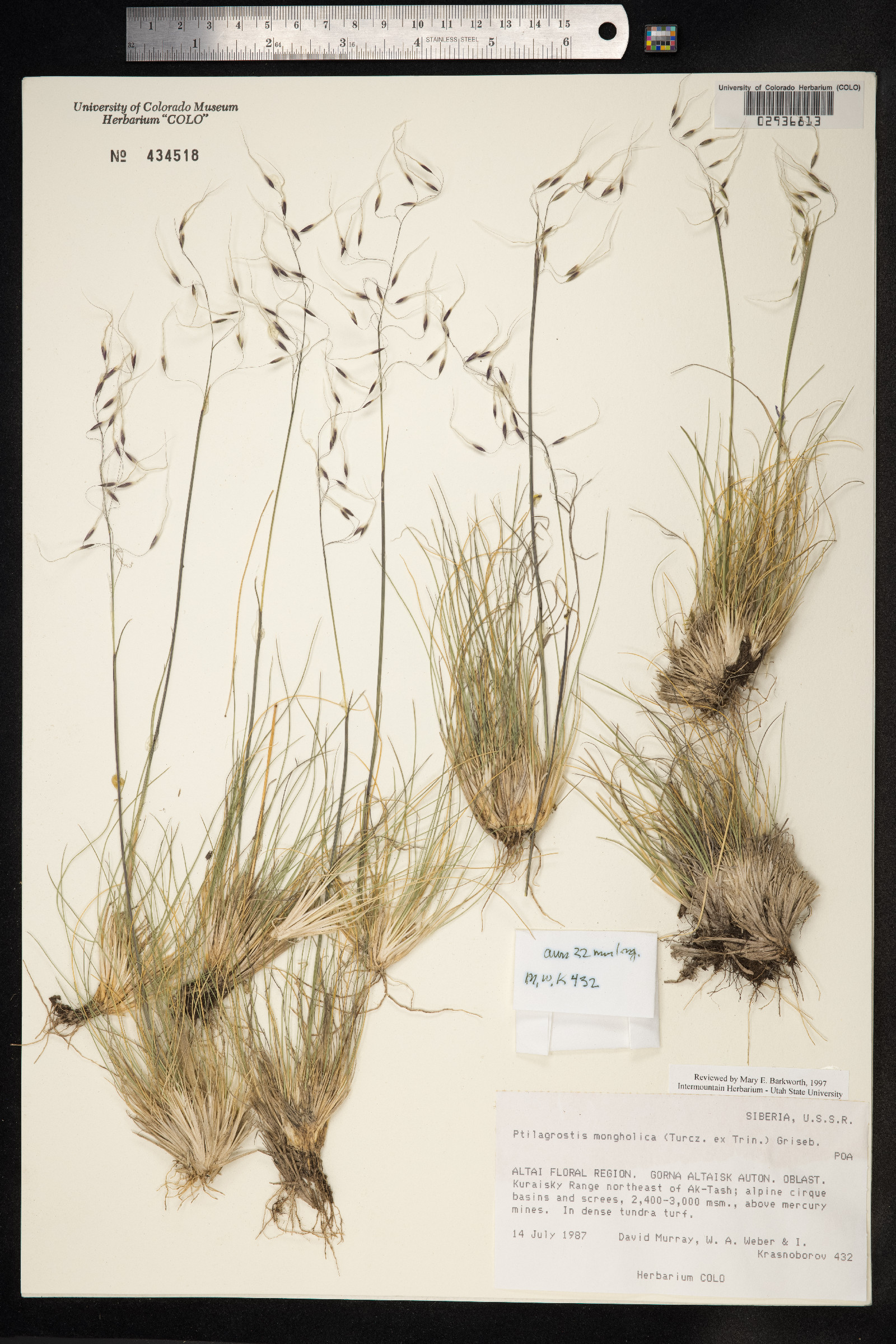Ptilagrostis porteri image