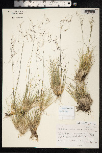 Ptilagrostis porteri image
