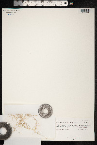 Ptilagrostis porteri image