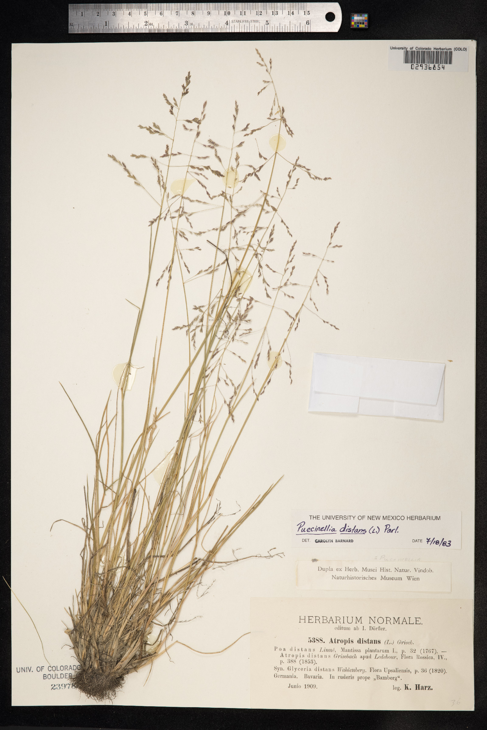 Puccinellia distans image