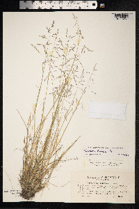Puccinellia distans image