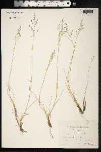 Puccinellia distans image