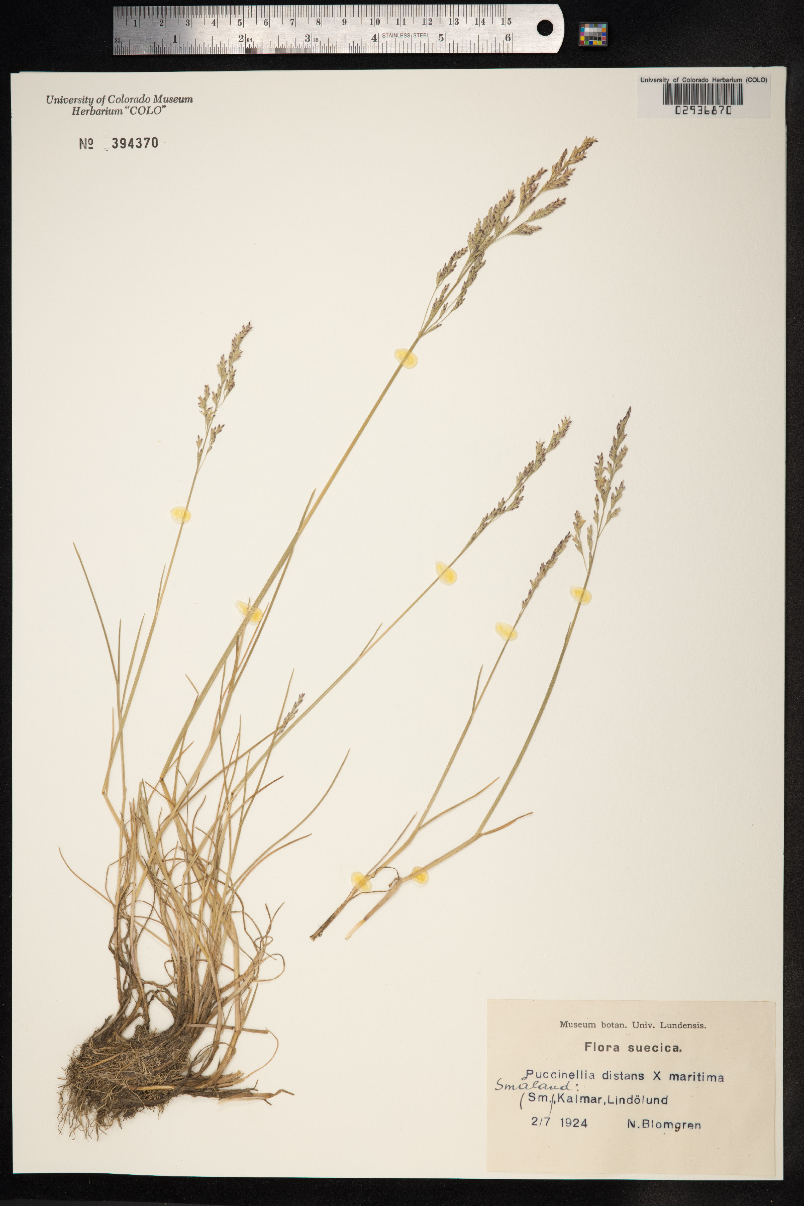 Puccinellia distans image