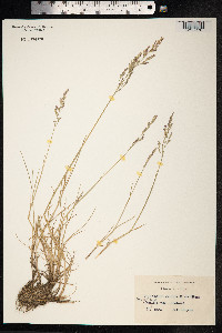Puccinellia distans image