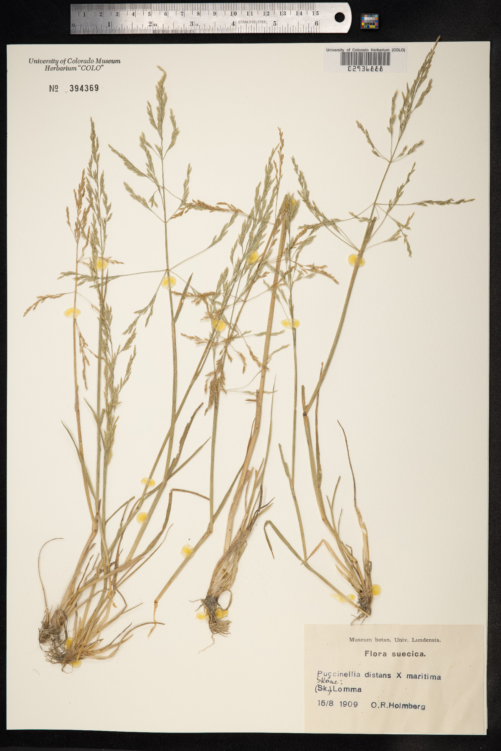 Puccinellia distans image