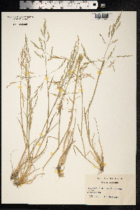 Puccinellia distans image