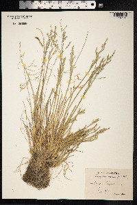 Puccinellia distans image