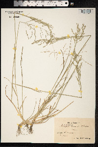 Puccinellia distans image