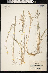 Puccinellia distans image