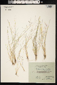 Puccinellia distans image