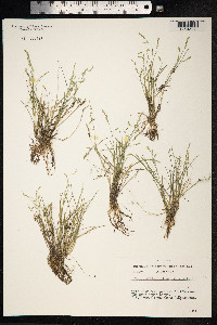 Puccinellia distans image