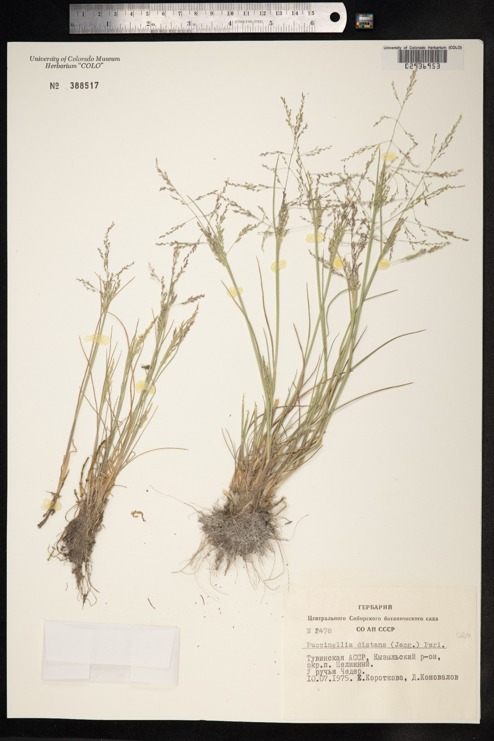 Puccinellia distans image