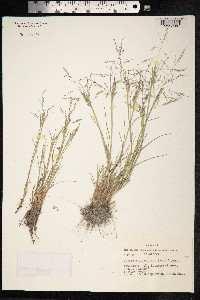 Puccinellia distans image