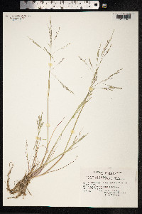 Puccinellia distans image