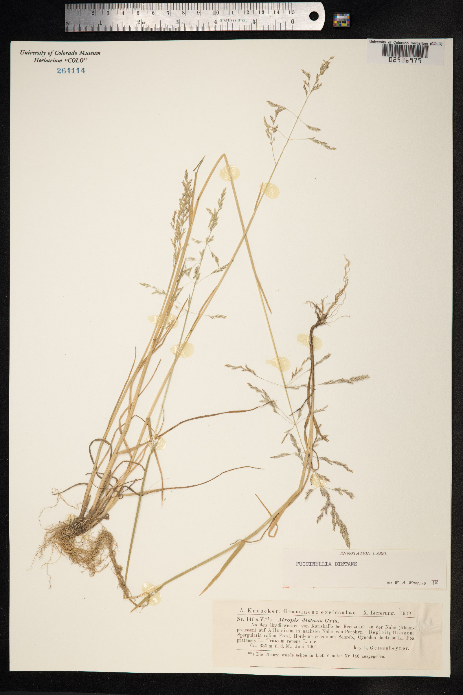 Puccinellia distans image