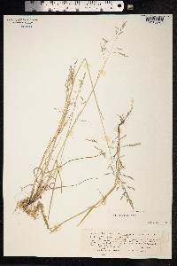 Puccinellia distans image