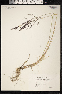 Puccinellia distans image