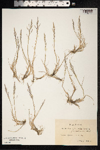 Puccinellia distans image