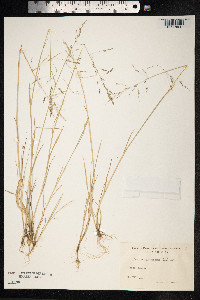 Puccinellia distans image