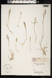 Puccinellia distans image