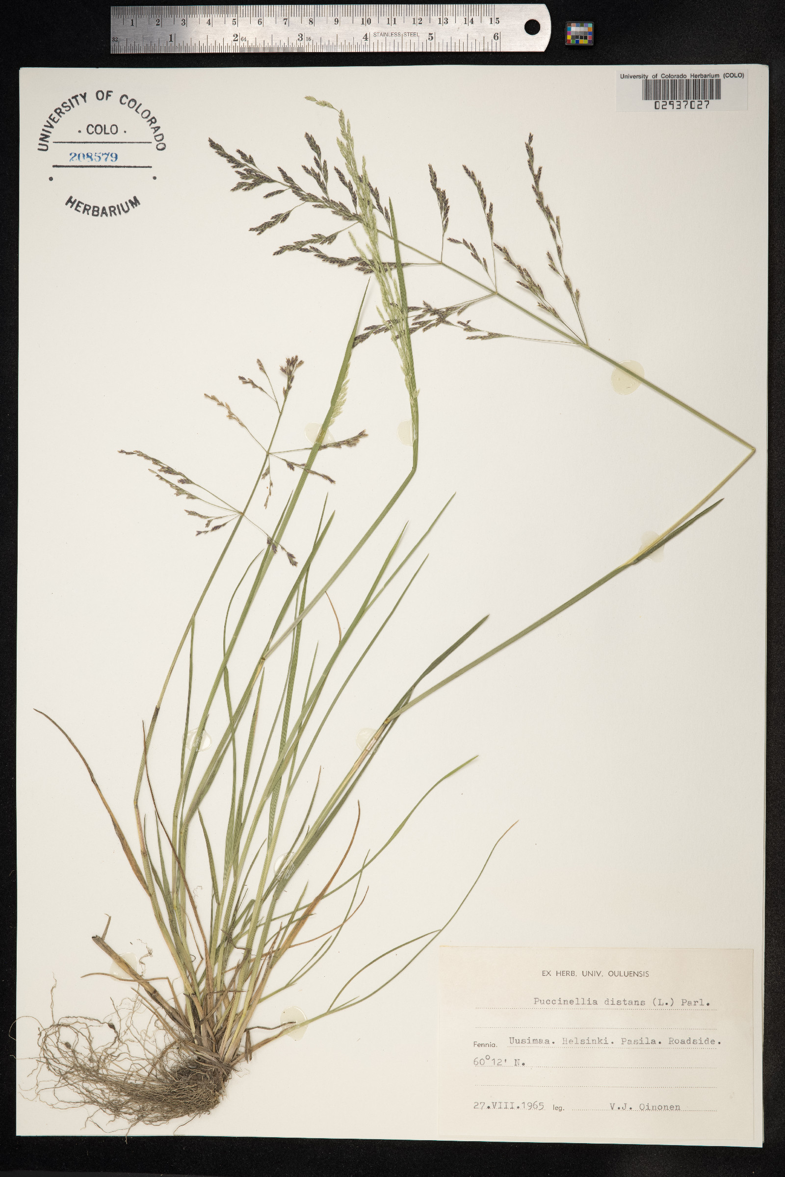 Puccinellia distans image