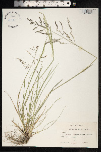 Puccinellia distans image