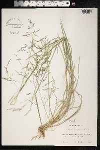Puccinellia distans image