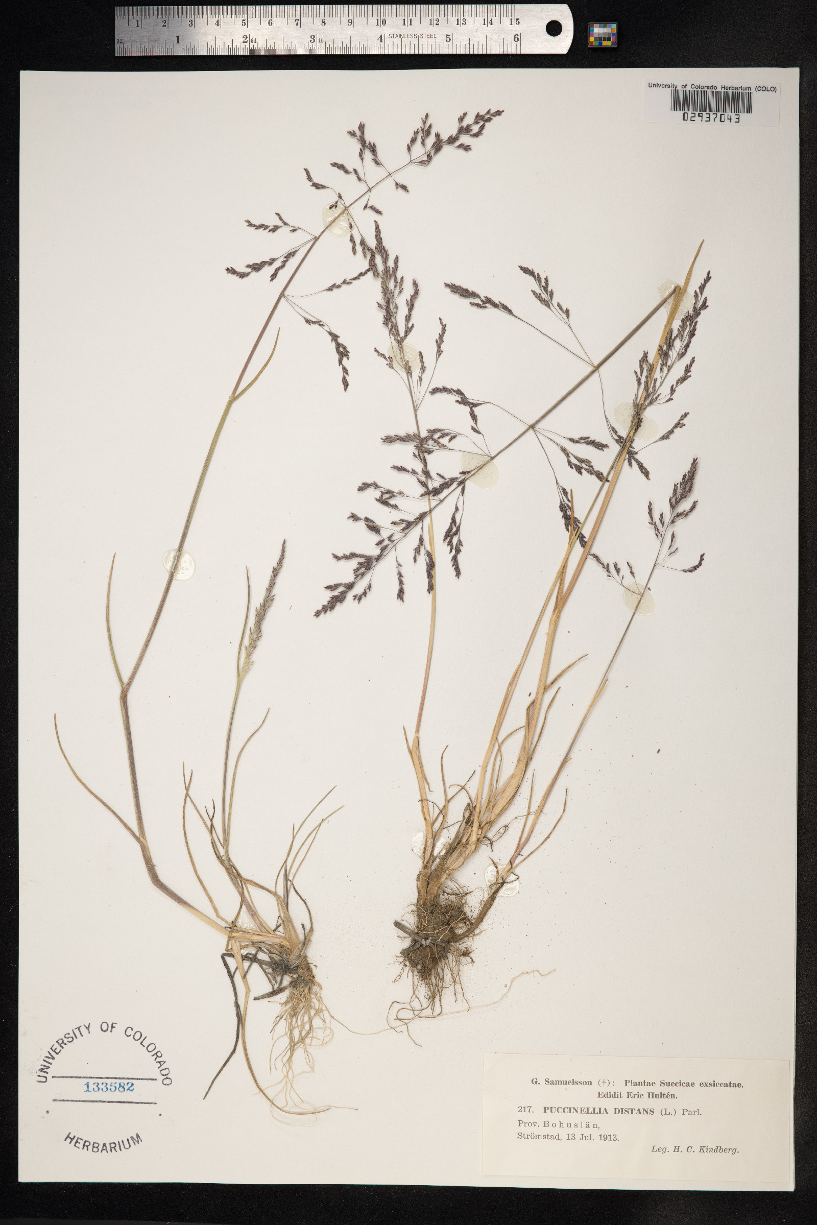Puccinellia distans image