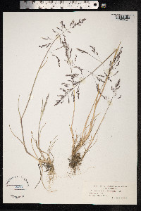 Puccinellia distans image