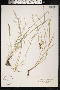 Puccinellia distans image