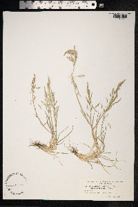 Puccinellia distans image