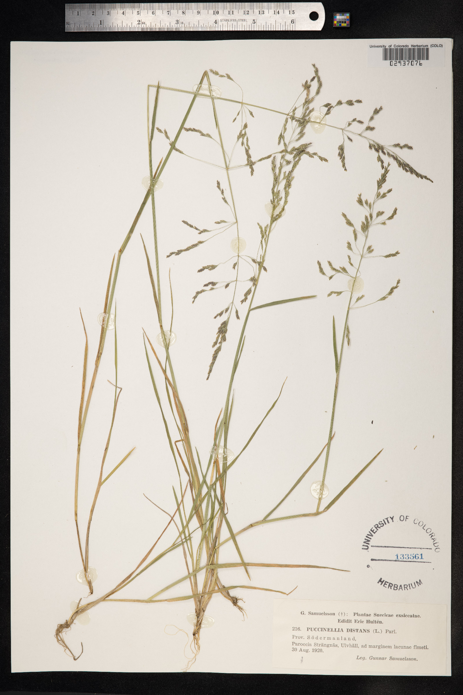 Puccinellia distans image