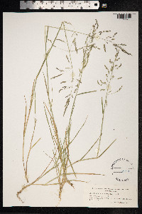 Puccinellia distans image