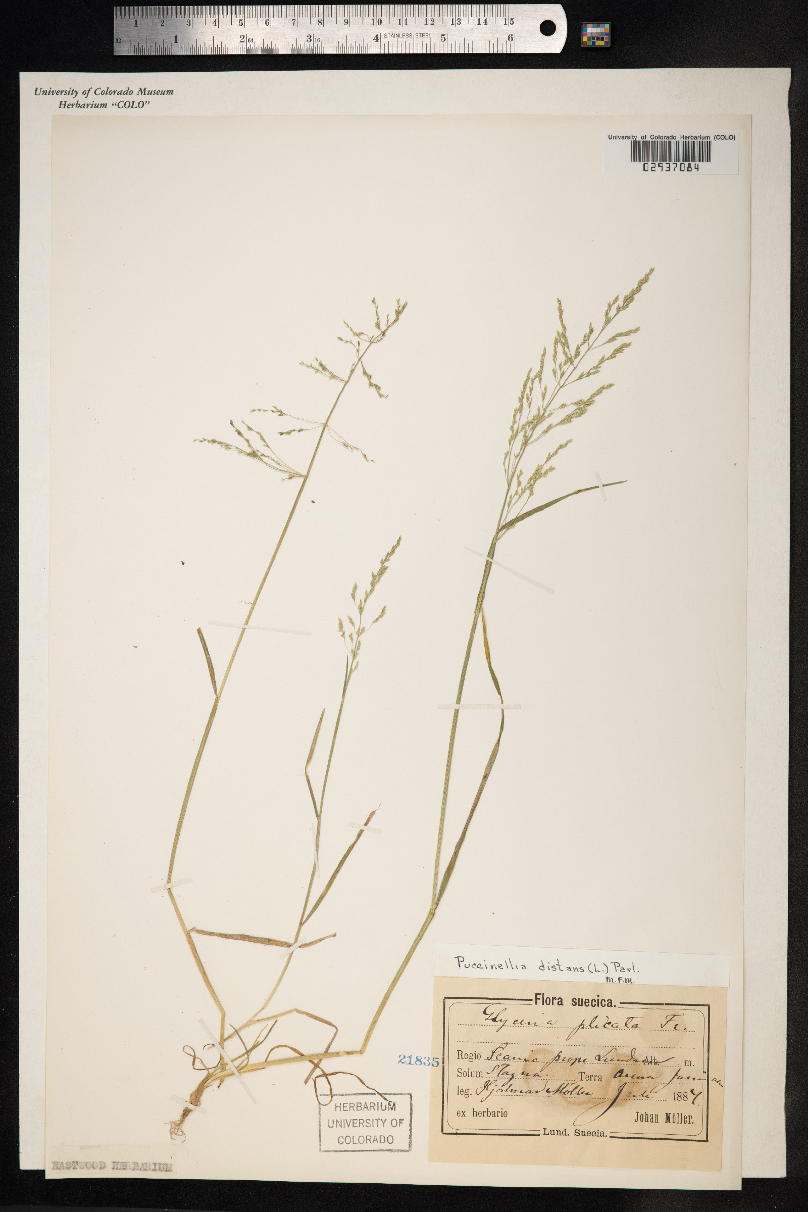 Puccinellia distans image