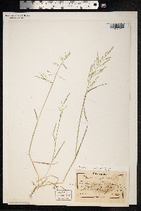 Puccinellia distans image