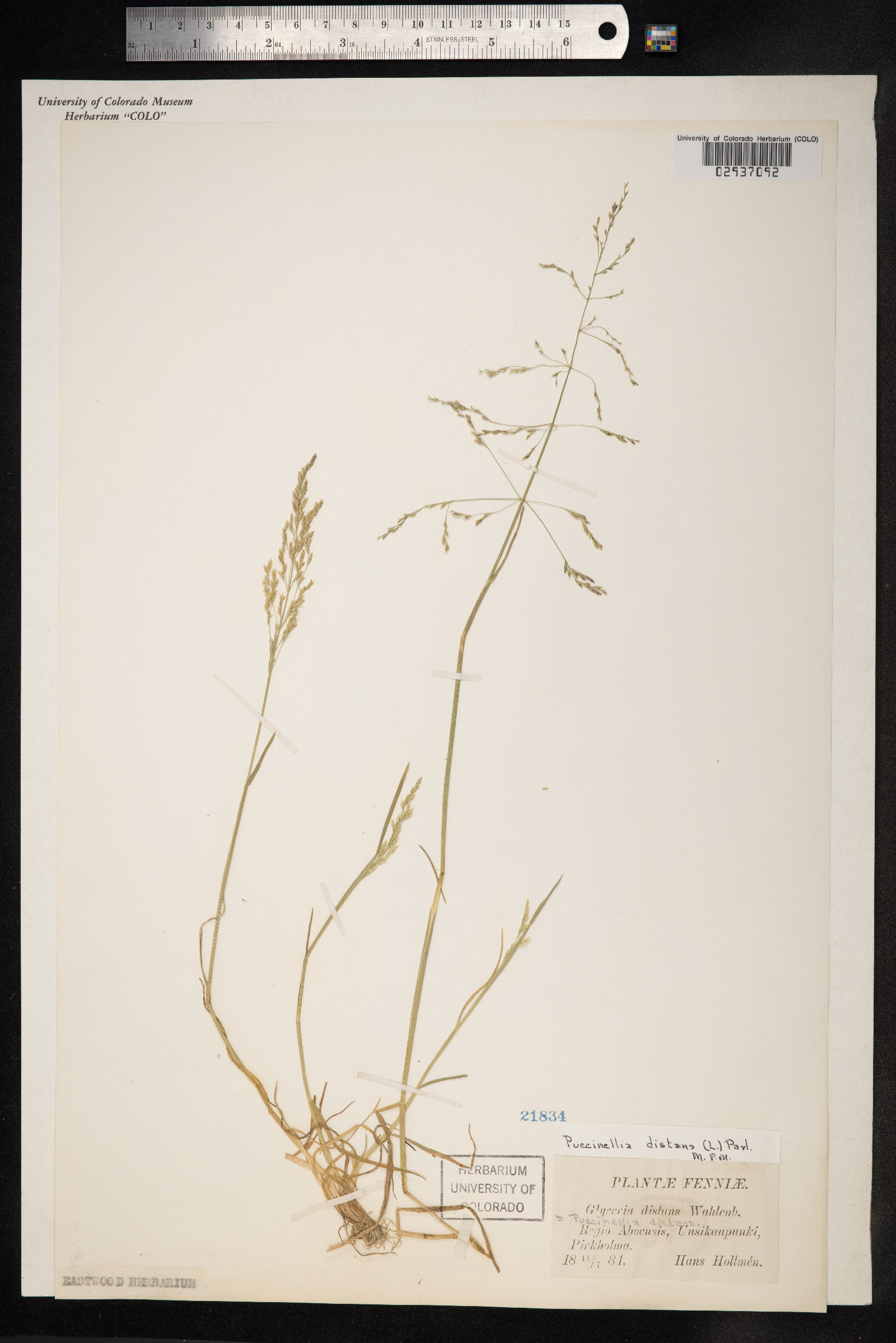 Puccinellia distans image
