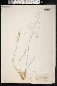 Puccinellia distans image