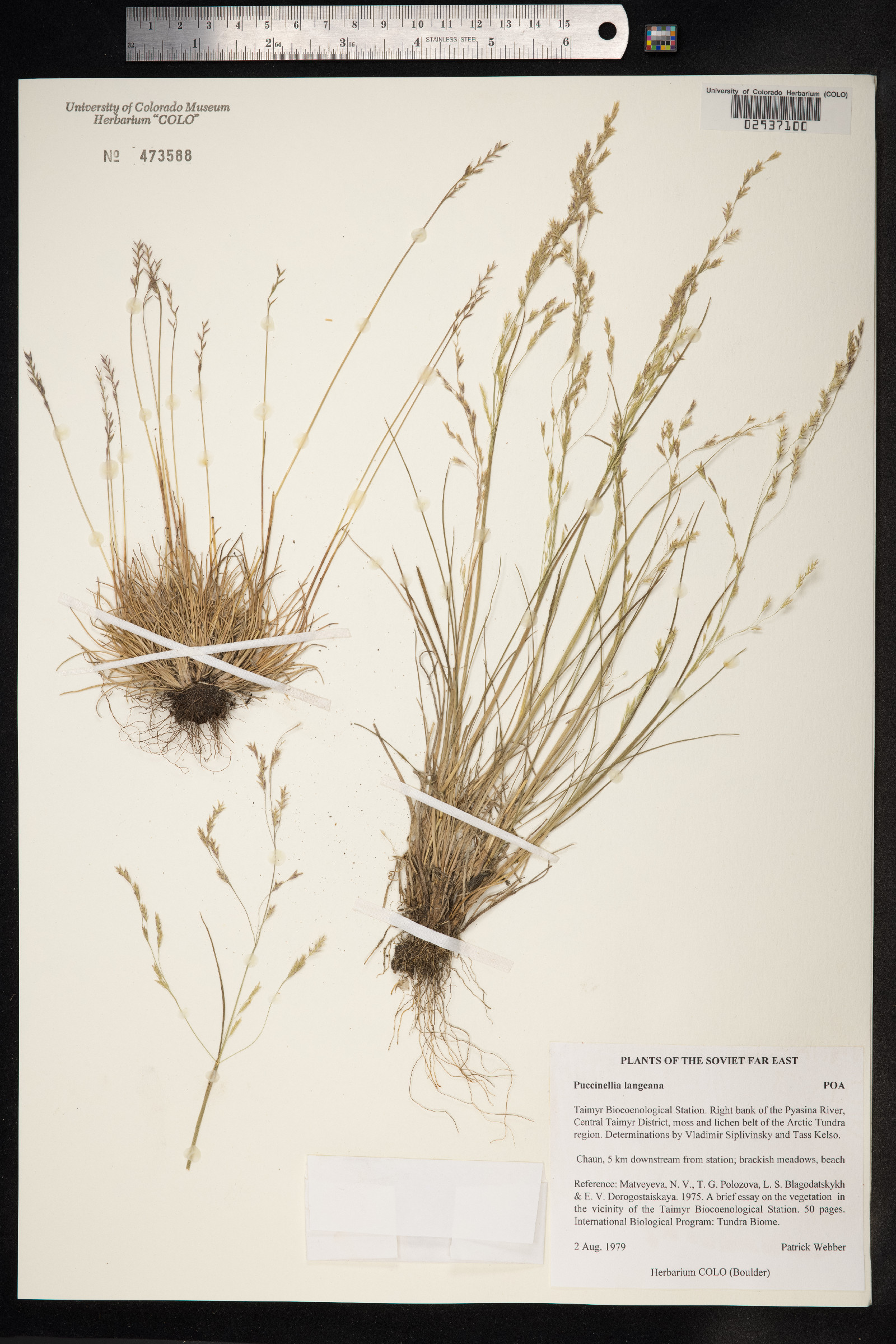 Puccinellia langeana image