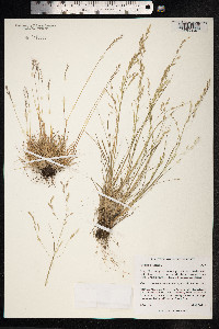 Image of Puccinellia langeana