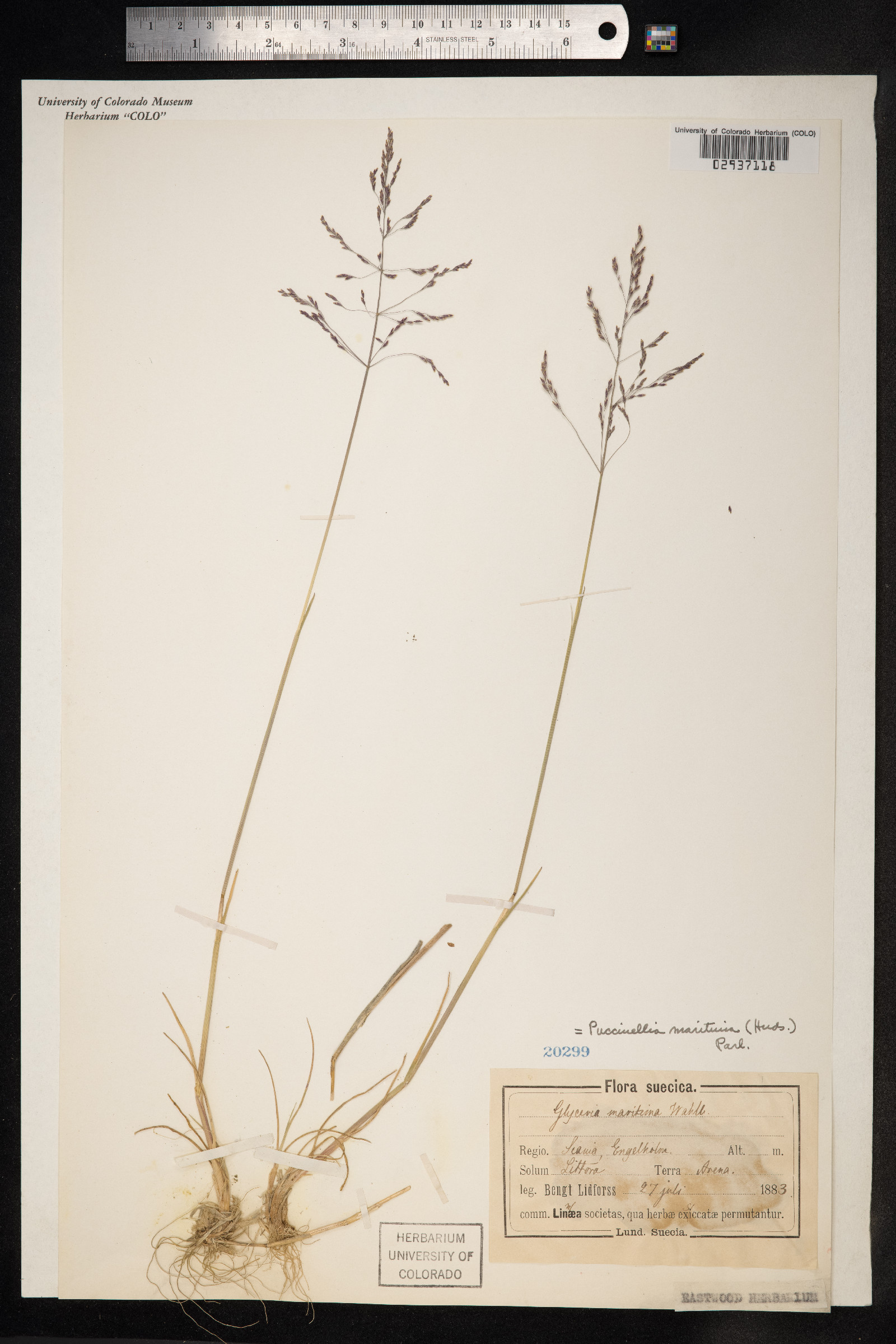 Puccinellia maritima image