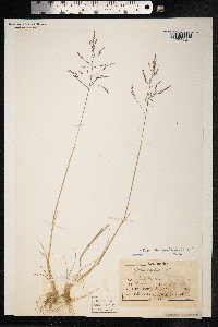 Puccinellia maritima image