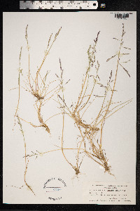 Puccinellia maritima image