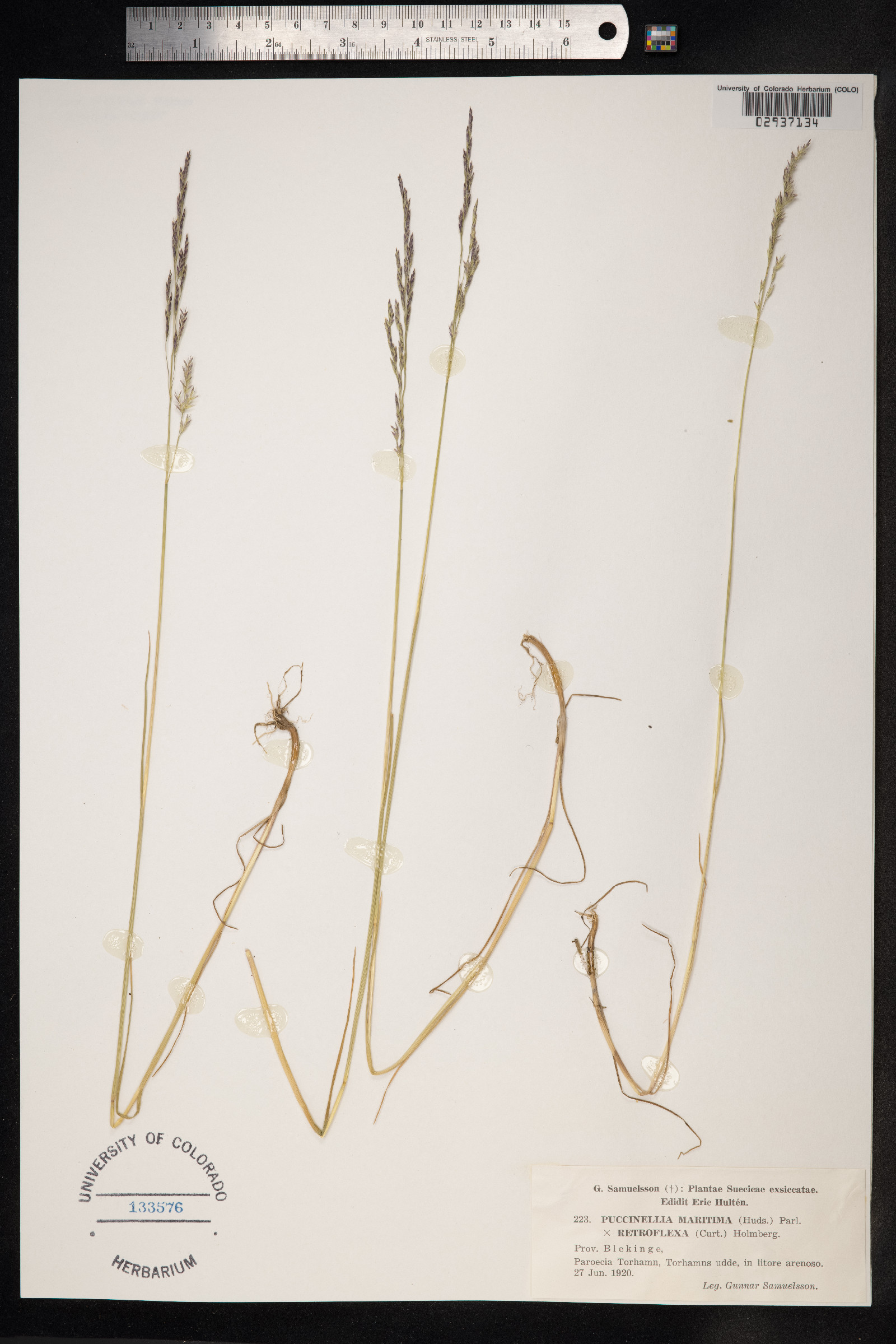Puccinellia maritima image