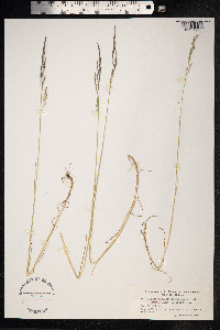 Puccinellia maritima image
