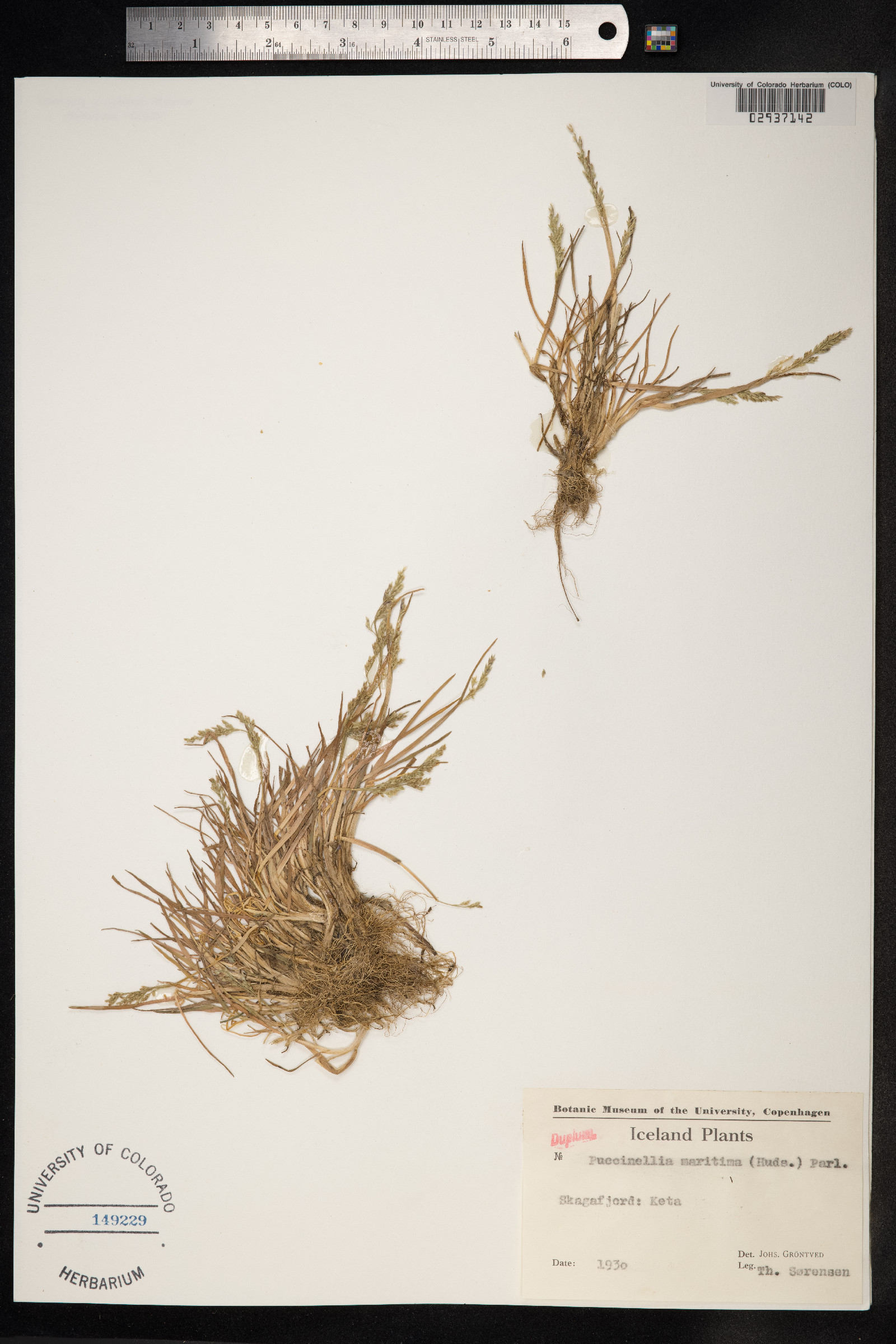 Puccinellia maritima image