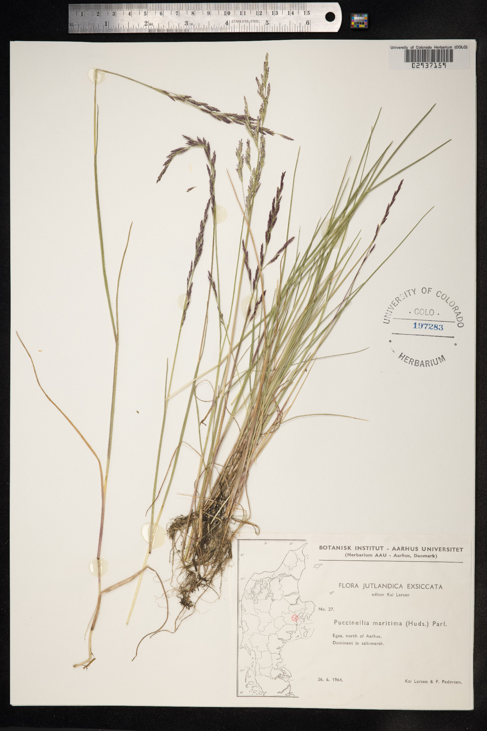 Puccinellia maritima image