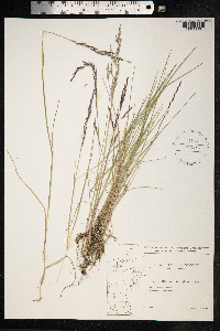 Puccinellia maritima image