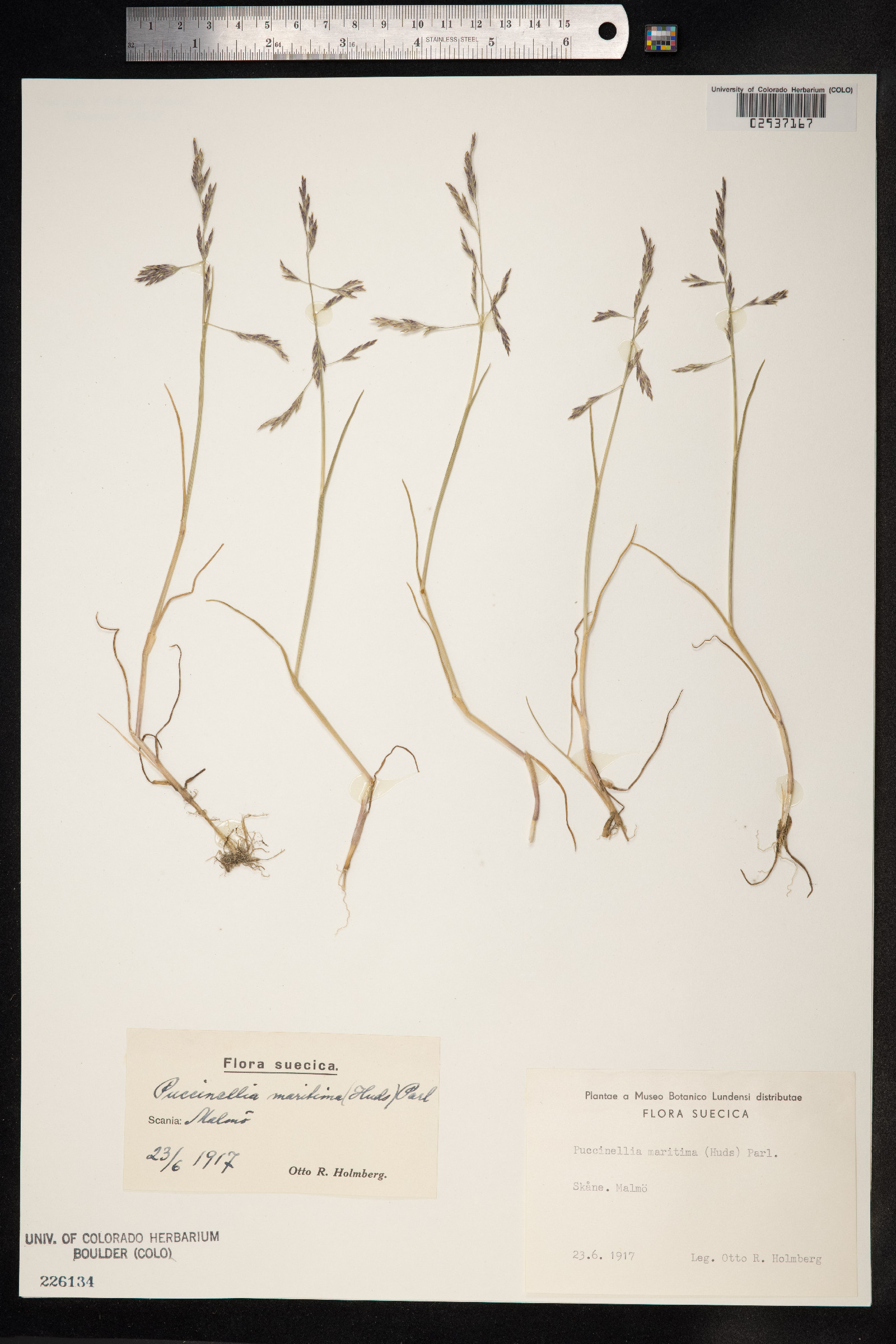 Puccinellia maritima image